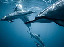 九游体育下载-“一坐高铁就犯困”,12306回应车厢二氧化碳浓度超标